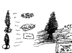 Cypress in the Far North- Faroe Islands 🇫🇴